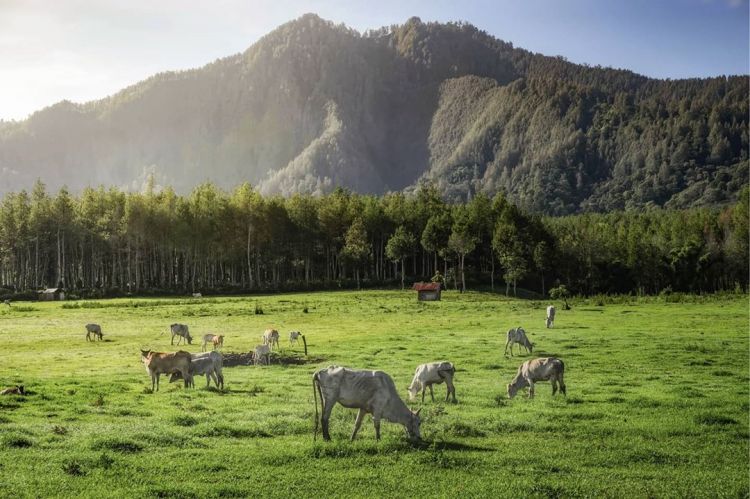 Hamparan Bunga Indah di Bondowoso yang Mirip dengan Pulau Jeju, Korea. Indah Banget Sih!