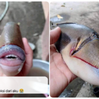 Bikin Heboh Media Sosial, Ini lo Identitas Asli Ikan yang Punya Bibir dan Gigi Mirip Manusia