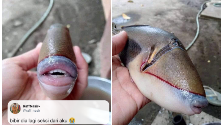 Bikin Heboh Media Sosial, Ini lo Identitas Asli Ikan yang Punya Bibir dan Gigi Mirip Manusia