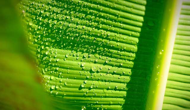 10 Hal Biasa di Indonesia ini Justru Dianggap Mewah di Luar Negeri, Salah Satunya Daun Pisang!