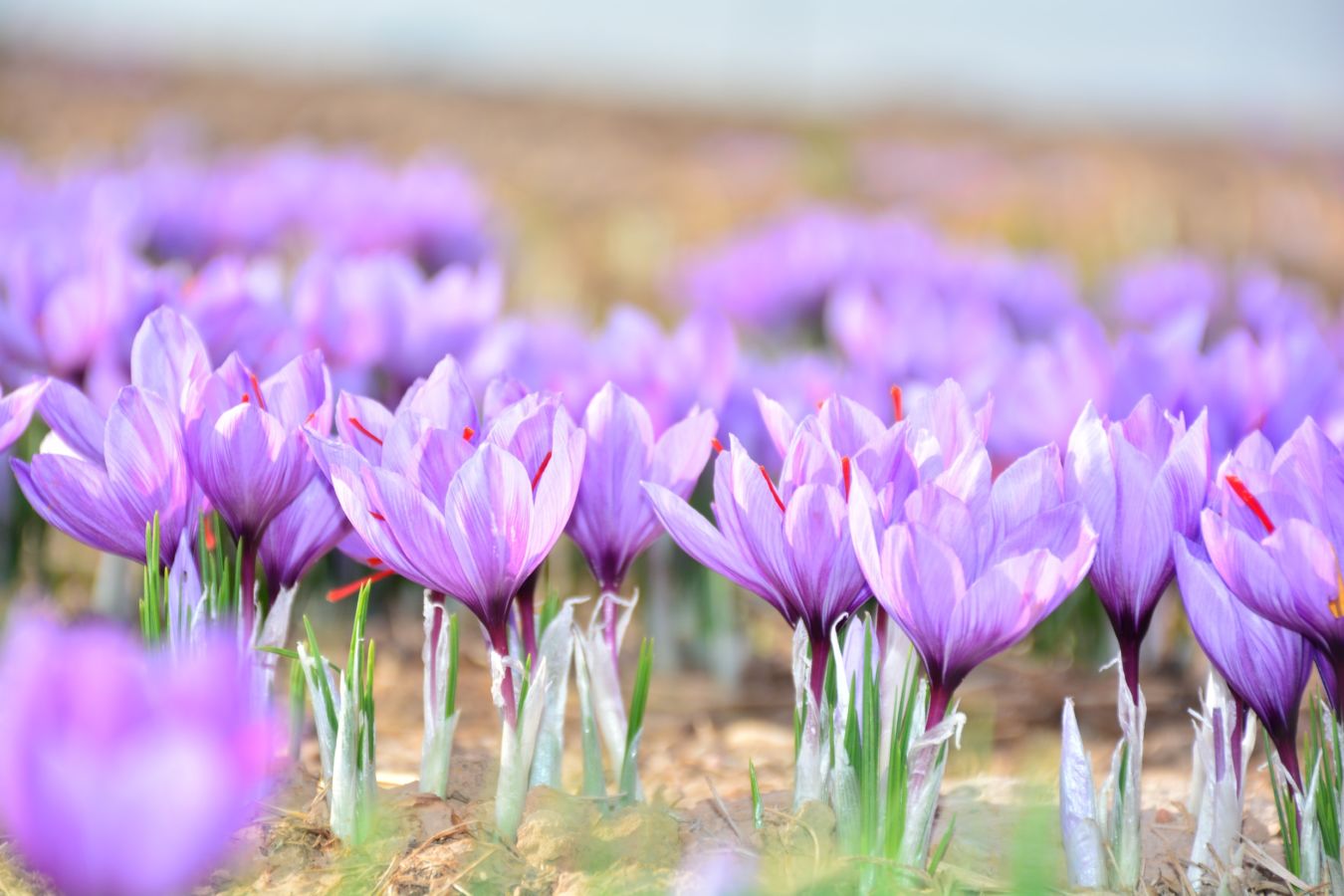 Saffron dan Segala Hal yang Bikin Harganya Selangit. Kalau Nggak Mahal, Kamu Patut Curiga