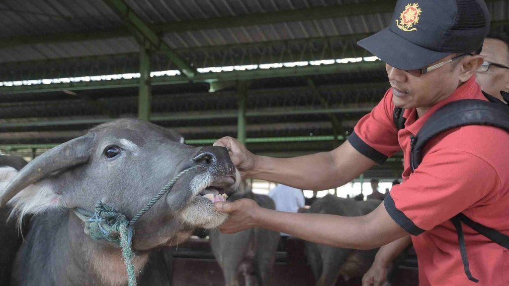 5 Tips Memilih Hewan Kurban Sesuai Syariat buat yang Ingin Beli Dadakan dan Belum Sempat Pesan