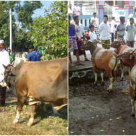 Yuk Pahami Protokol Kesehatan Saat Kurban Iduladha, Mulai dari Menyembelih sampai Bagi-bagi Daging