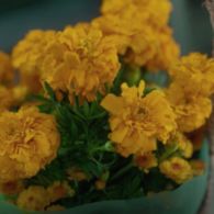 Arti Mendalam Bunga Marigold di Drama The Beauty Inside. Pantas, Munculnya Sering Banget