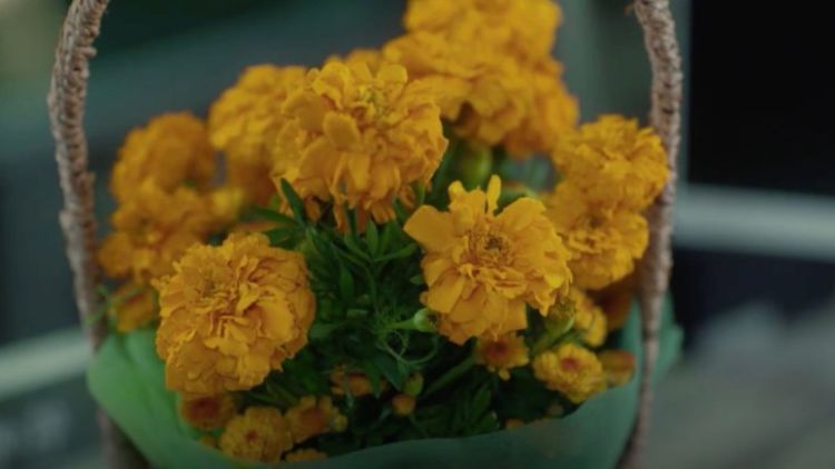 Arti Mendalam Bunga Marigold di Drama The Beauty Inside. Pantas, Munculnya Sering Banget