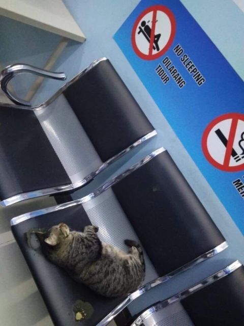 Sederet Bukti Konkret Kalau Kucing Hewan Paling Bandel Sedunia. Juara 1 Melanggar Peraturan!