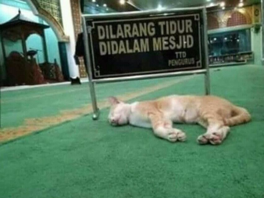 Sederet Bukti Konkret Kalau Kucing Hewan Paling Bandel Sedunia. Juara 1 Melanggar Peraturan!