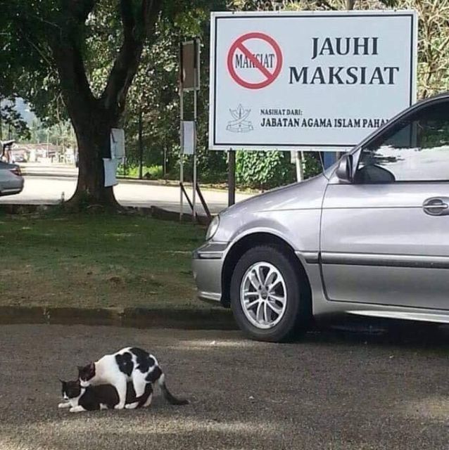 Sederet Bukti Konkret Kalau Kucing Hewan Paling Bandel Sedunia. Juara 1 Melanggar Peraturan!