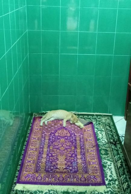 Sederet Bukti Konkret Kalau Kucing Hewan Paling Bandel Sedunia. Juara 1 Melanggar Peraturan!