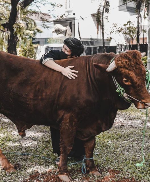 6 Kegiatan Artis Saat Rayakan Iduladha. Ada yang Sumbang Sapi Jumbo dan Ikut Sembelih Langsung