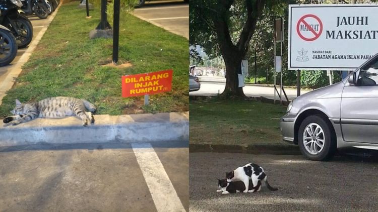 Sederet Bukti Konkret Kalau Kucing Hewan Paling Bandel Sedunia. Juara 1 Melanggar Peraturan!