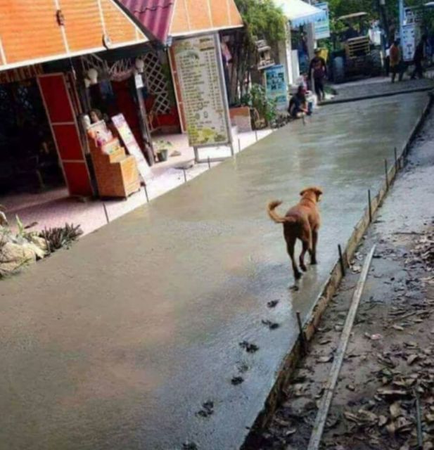 10+ Potret Jejak Kaki Hewan ini Bikin Sebel para Tukang. Nambah Kerjaan Lagi Aja, Ngeselin!