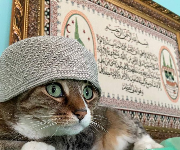 11 Gambar Kucing Taat Beragama. Harusnya Hooman juga Gini dong, Masa Kalah sama Meong?