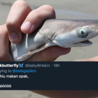 11 Deretan Pantun Gombal Ikan Hiu Kocak