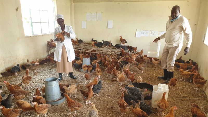 Tak Bisa Bertahan, Sekolah di Kenya Beralih Fungsi Jadi Peternakan Ayam dan Ladang Sayur. Nasib Guru Semakin Miris