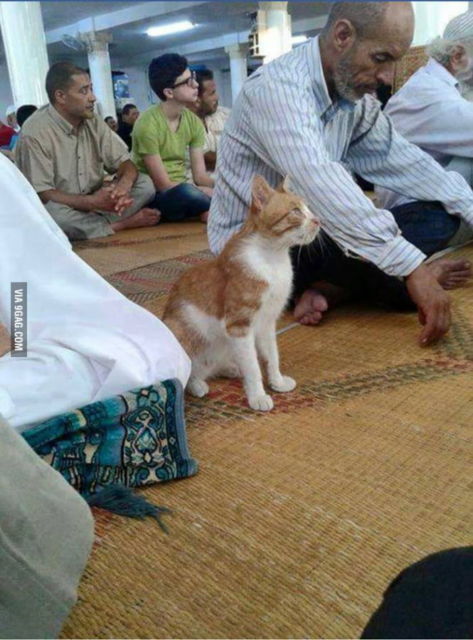 11 Gambar Kucing Taat Beragama. Harusnya Hooman juga Gini dong, Masa Kalah sama Meong?