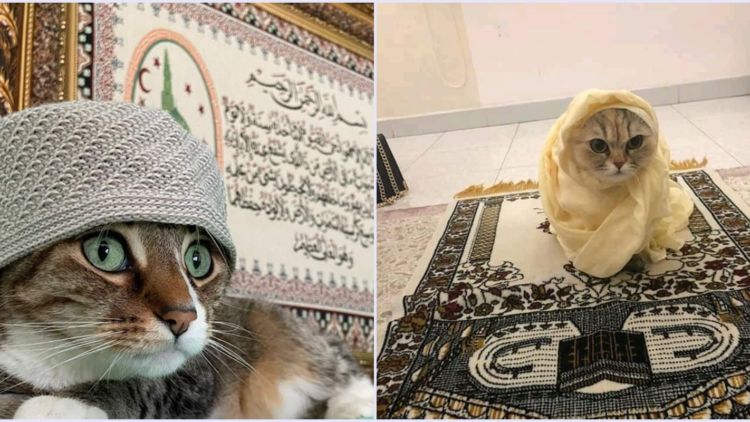 11 Gambar Kucing Taat Beragama. Harusnya Hooman juga Gini dong, Masa Kalah sama Meong?