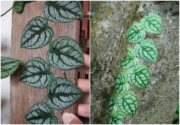 7 Jenis Monstera alias Janda Bolong, Tanaman Hias yang Makin Populer. Estetik Banget!