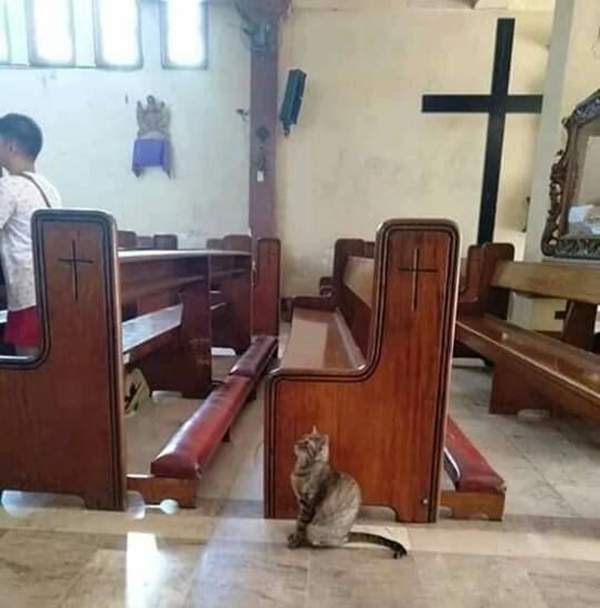 11 Gambar Kucing Taat Beragama. Harusnya Hooman juga Gini dong, Masa Kalah sama Meong?