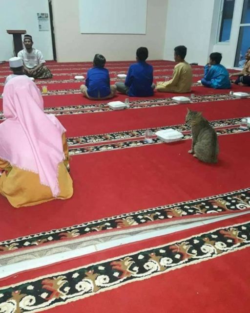 11 Gambar Kucing Taat Beragama. Harusnya Hooman juga Gini dong, Masa Kalah sama Meong?