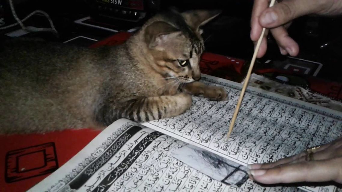 11 Gambar Kucing Taat Beragama. Harusnya Hooman juga Gini dong, Masa Kalah sama Meong?