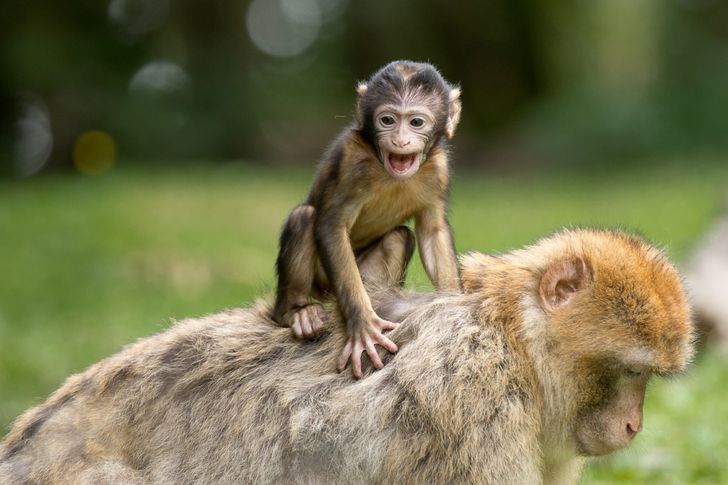 10 Potret Nyebelin Hewan ini Cocok Dijadikan Meme untuk Tanggapi Sebuah Obrolan di Media Sosial