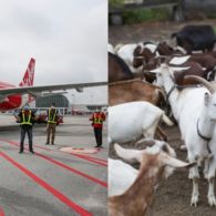 Mengulik Diversifikasi Usaha ala Maskapai Penerbangan Air Asia. Kini Buka Jasa Akikah Digital!