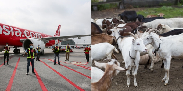 Mengulik Diversifikasi Usaha ala Maskapai Penerbangan Air Asia. Kini Buka Jasa Akikah Digital!