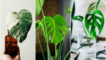 7 Jenis Monstera alias Janda Bolong, Tanaman Hias yang Makin Populer. Estetik Banget!