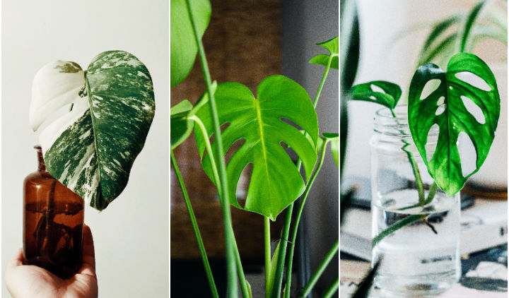 7 Jenis Monstera alias Janda Bolong, Tanaman Hias yang Makin Populer. Estetik Banget!