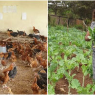 Tak Bisa Bertahan, Sekolah di Kenya Beralih Fungsi Jadi Peternakan Ayam dan Ladang Sayur. Nasib Guru Semakin Miris