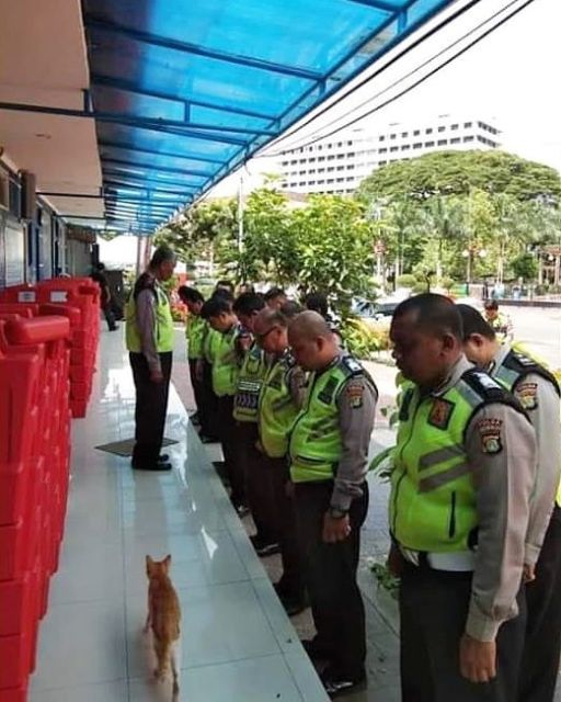 Kelakuan Kocak Kucing Ikut Nimbrung Majikannya Saat Nongkrong. Makanya Nurut, biar Diajak Terus~