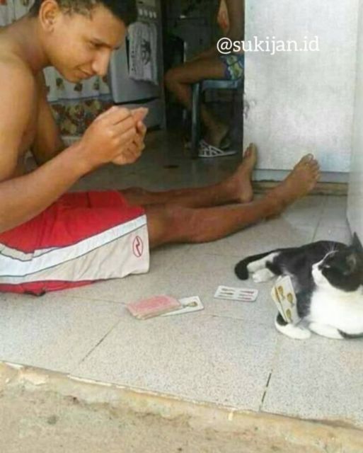 Kelakuan Kocak Kucing Ikut Nimbrung Majikannya Saat Nongkrong. Makanya Nurut, biar Diajak Terus~