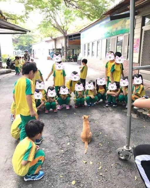 Kelakuan Kocak Kucing Ikut Nimbrung Majikannya Saat Nongkrong. Makanya Nurut, biar Diajak Terus~