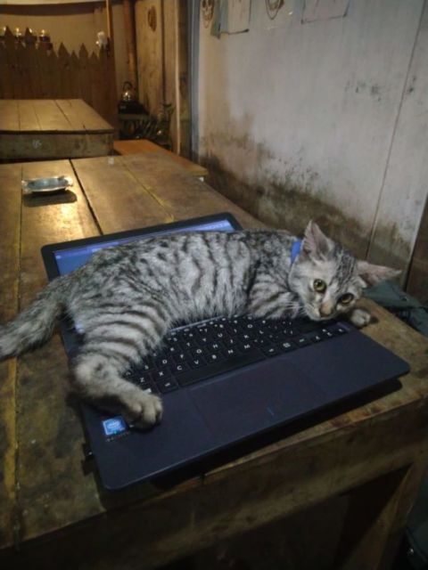 Kelakuan Kocak Kucing Ikut Nimbrung Majikannya Saat Nongkrong. Makanya Nurut, biar Diajak Terus~