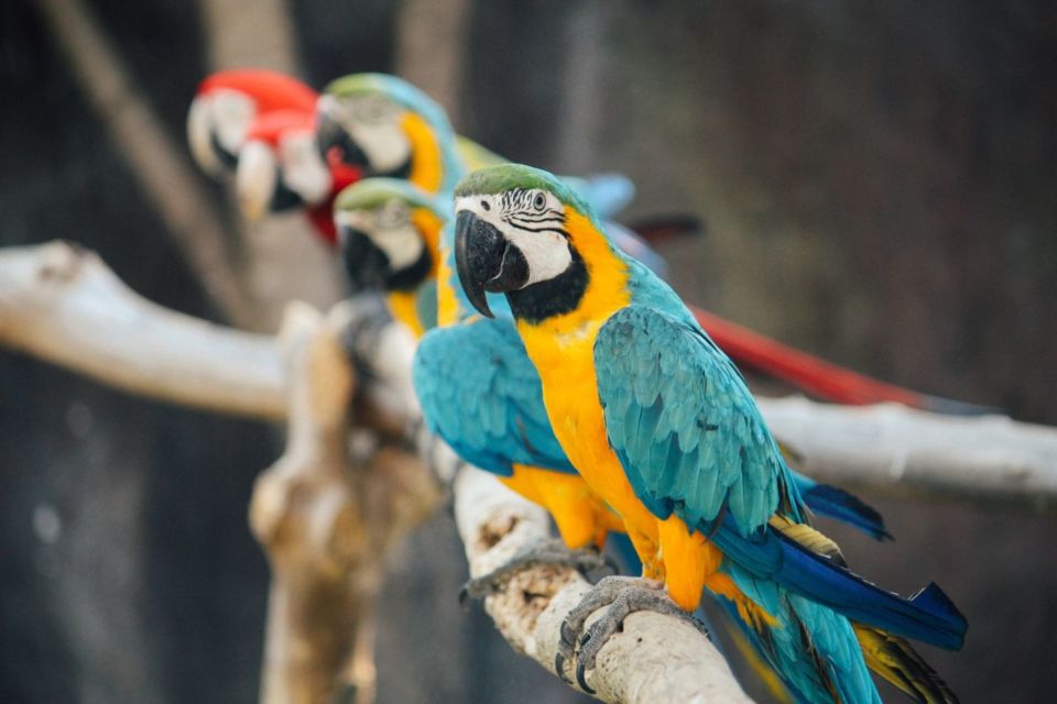 Suka Mengumpat dan Ngomong Kasar, 5 Burung Beo Didepak dari Kebun Binatang di Inggris