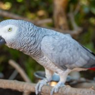 Suka Mengumpat dan Ngomong Kasar, 5 Burung Beo Didepak dari Kebun Binatang di Inggris