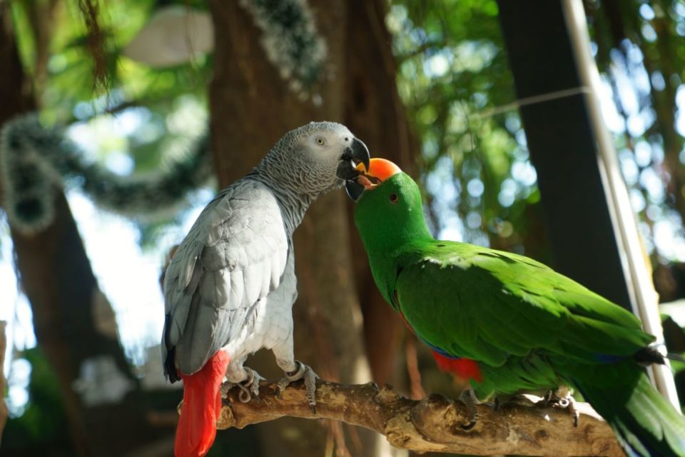 Suka Mengumpat dan Ngomong Kasar, 5 Burung Beo Didepak dari Kebun Binatang di Inggris