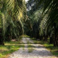 Pertama di Dunia, Pekebun Swadaya Indonesia Lolos Sertifikasi Berdasarkan Standar RSPO