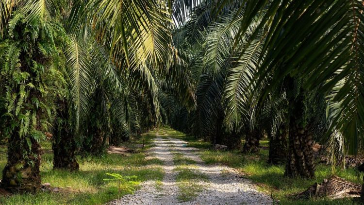 Pertama di Dunia, Pekebun Swadaya Indonesia Lolos Sertifikasi Berdasarkan Standar RSPO