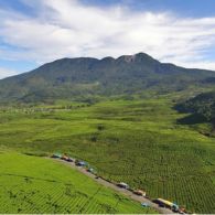 #DiIndonesiaAja-Keindahan wisata Alam Kebun Teh Danau Kembar yang Dinginnya Berasa Seperti di Eropa.