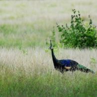 #DiIndonesiaAja-5 Wisata Alam di Jawa Timur Asri nan Eksotis Ada Flora dan Fauna yang Khas hingga Blue Fire, Cocok Untuk Kamu yang Pecinta Alam!