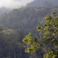 #DiIndonesiaAja-Bukan Hanya Bunaken, di Sulawesi Utara Juga Ada Cagar Alam Tangkoko Batuangus yang Menyajikan Kemurnian Hutan Belantara Indonesia!