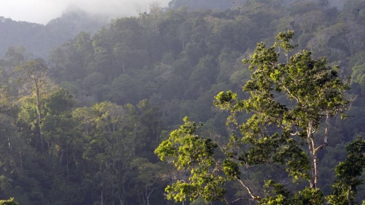 #DiIndonesiaAja-Bukan Hanya Bunaken, di Sulawesi Utara Juga Ada Cagar Alam Tangkoko Batuangus yang Menyajikan Kemurnian Hutan Belantara Indonesia!