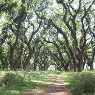 5 Hutan Indonesia yang Bisa Dijadikan Destinasi Wisata Alam. Mirip Film Lord of The Rings, lho!