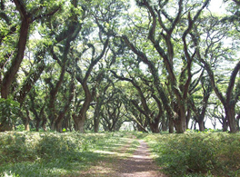 5 Hutan Indonesia yang Bisa Dijadikan Destinasi Wisata Alam. Mirip Film Lord of The Rings, lho!