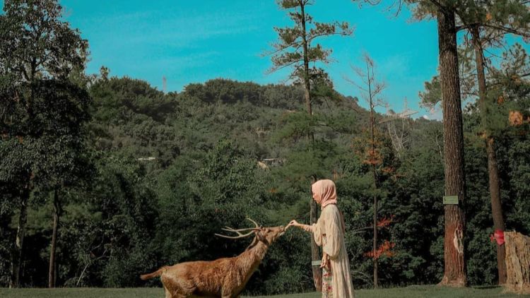 #DiIndonesiaAja-Rekreasi Asik Ke Penangkaran Rusa Cariu