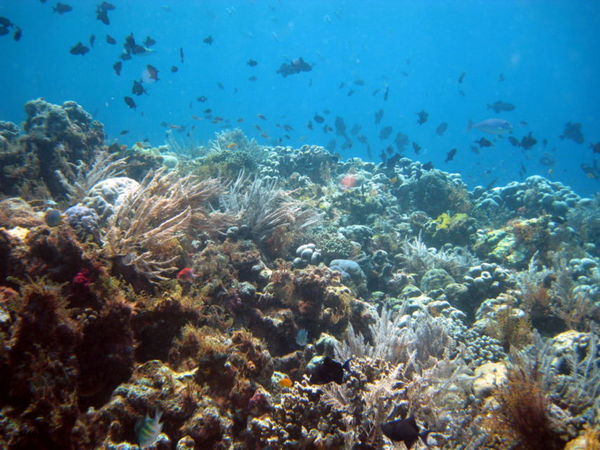 UNESCO Tetapkan 3 Kawasan di Indonesia Sebagai Cagar Biosfer Baru. Apa Itu Cagar Biosfer?