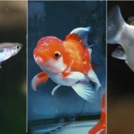 7 Jenis Ikan Hias Air Tawar Kecil untuk Mengisi Akuarium. Cepat Adaptasi dan Mau Dicampur