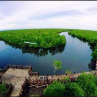 #DiIndonesiaAja-Wisata Alam Kekinian? Hutan Mangrove Kota Langsa Dapat Jadi Pilihan